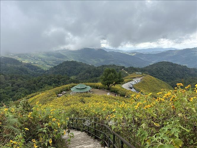 Những cánh đồng hoa dã quỳ vàng rực hai bên đường là điểm thu hút khách du lịch tới Mae Hong Son. Ảnh: Huy Tiến - P/v TTXVN tại Thái Lan
