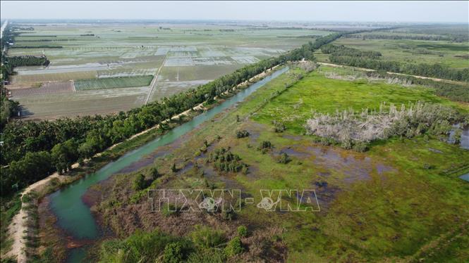 Nông dân sản xuất lúa sinh thái ở khu vực lân cận Vườn Quốc gia Tràm Chim nhằm tạo môi trường sống thuận lợi cho sếu đầu đỏ. Ảnh: Nhựt An - TTXVN