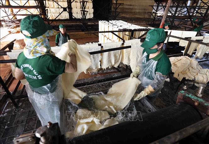 Producing ribbed smoked sheet rubber RSS3 for export at the Kon Tum Rubber Co. Ltd in the Central Highlands province of Kon Tum. VNA Photo: Vũ Sinh