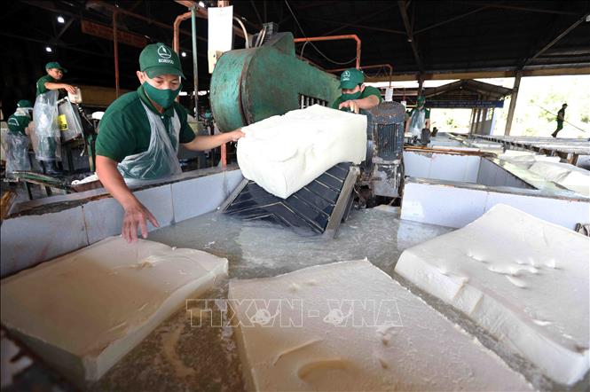 Producing ribbed smoked sheet rubber RSS3 for export at the Kon Tum Rubber Co. Ltd in the Central Highlands province of Kon Tum. VNA Photo: Vũ Sinh