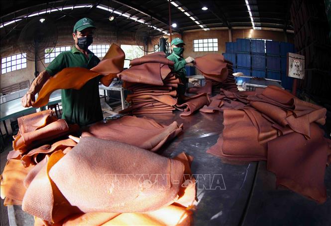 Producing ribbed smoked sheet rubber RSS3 for export at the Kon Tum Rubber Co. Ltd in the Central Highlands province of Kon Tum. VNA Photo: Vũ Sinh