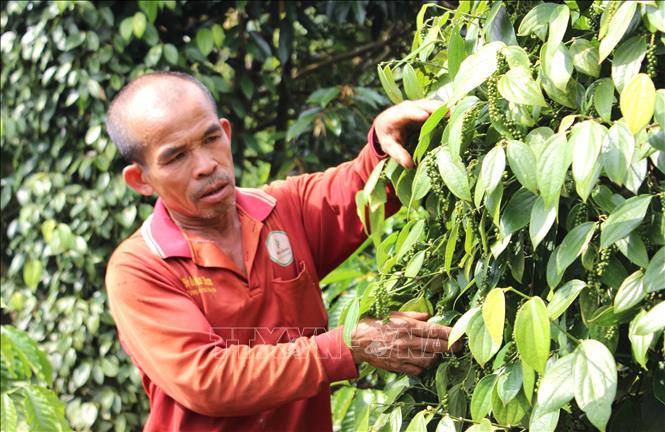 Ông Nguyện Tấn Lục tại huyện Chư Sê (Gia Lai) chăm sóc vườn tiêu trồng theo hướng hữu cơ, xen canh. Ảnh: Hồng Điệp - TTXVN 