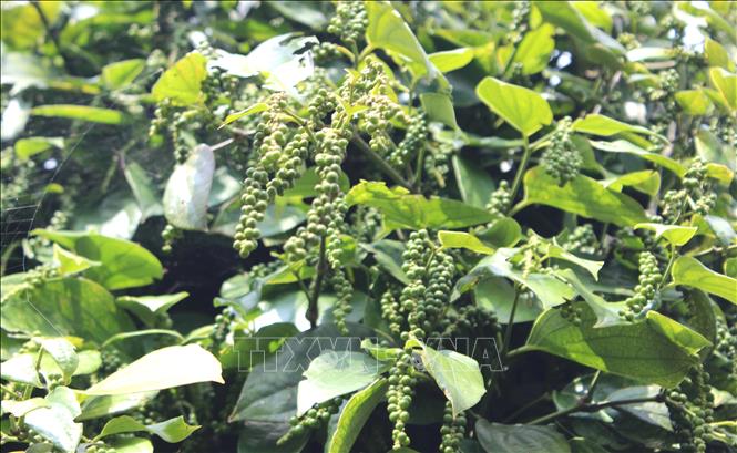 Vườn hồ tiêu phát triển ổn định, ít sâu bệnh nhờ áp dụng đúng khoa học kỹ thuật từ khâu chăm sóc, làm đất, bón phân, trồng xen canh. Ảnh: Hồng Điệp - TTXVN 