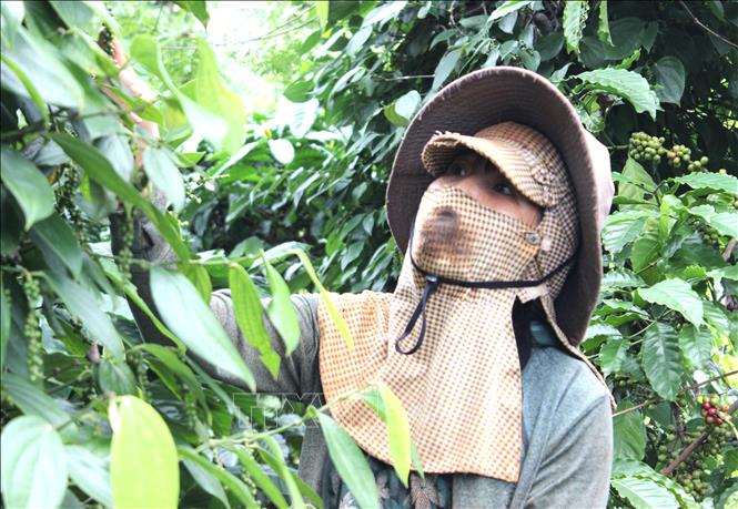 Chăm sóc vườn tiêu tại huyện Chư Sê (Gia Lai). Ảnh: Hồng Điệp - TTXVN 