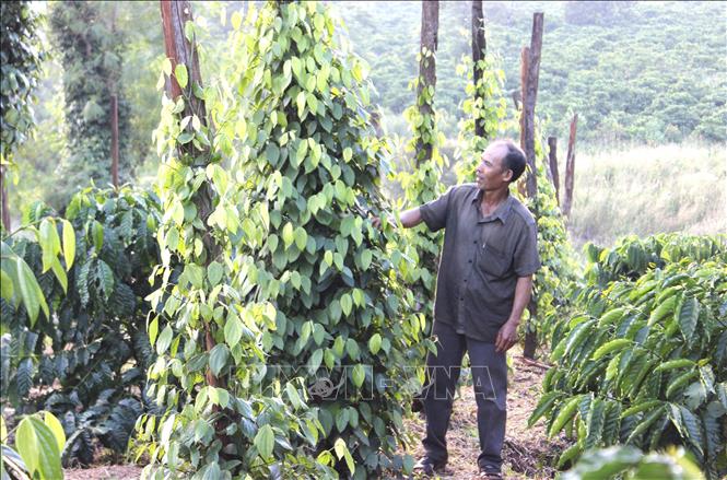 Vườn tiêu tại huyện Chư Sê của gia đình ông Nguyện Tấn Lục được chăm sóc theo hướng hữu cơ, trồng xen canh nên phát triển xanh tốt, sản lượng ổn định. Ảnh: Hồng Điệp - TTXVN 