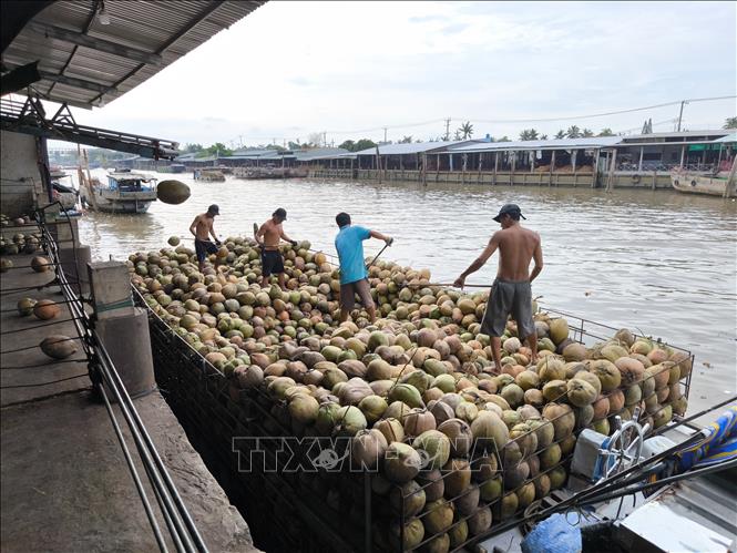 Vận chuyển dừa trái tại khu vực Chợ Thơm, huyện Mỏ Cày Nam, tỉnh Bến Tre. Ảnh: Huỳnh Phúc Hậu - TTXVN