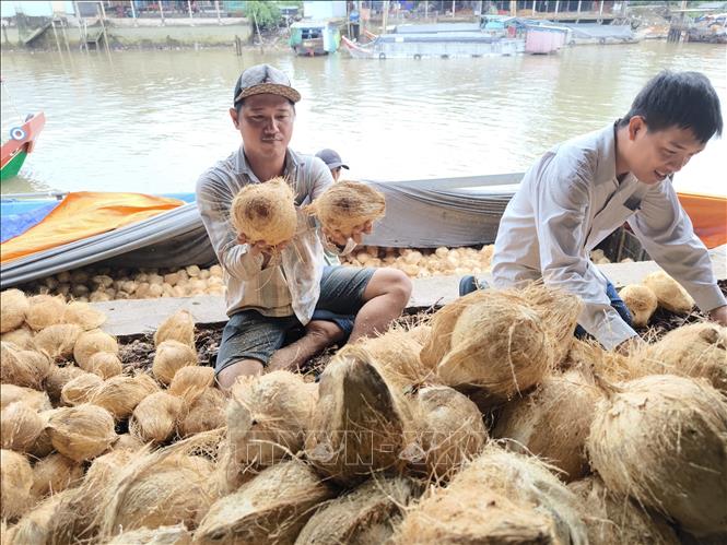 Thương lái lựa chọn dừa thu mua tại khu vực Chợ Thơm, huyện Mỏ Cày Nam, tỉnh Bến Tre. Ảnh: Huỳnh Phúc Hậu - TTXVN