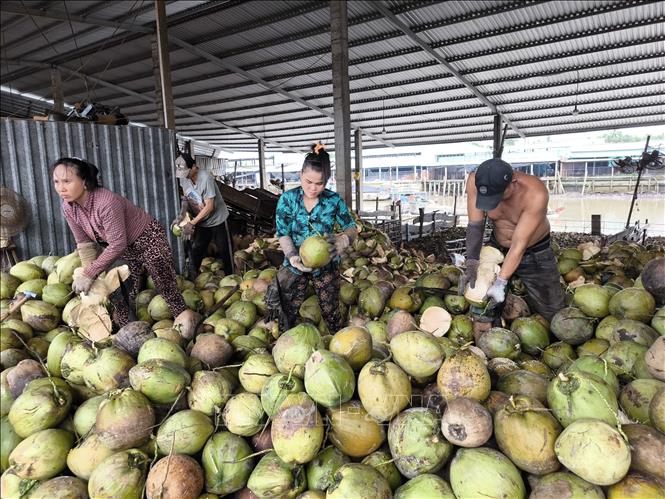 Nhân công lột vỏ dừa tại khu vực Chợ Thơm, huyện Mỏ Cày Nam, tỉnh Bến Tre. Ảnh: Huỳnh Phúc Hậu - TTXVN