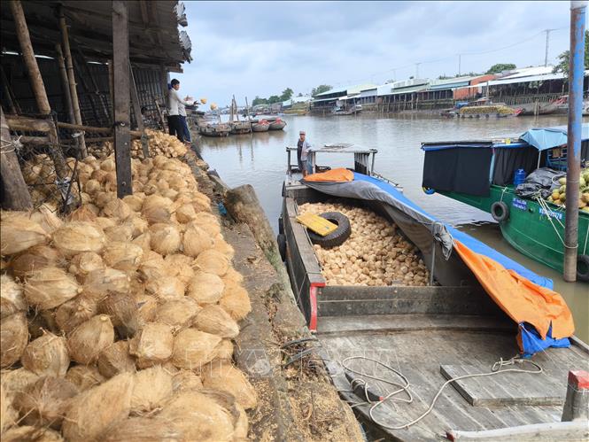 Thương lái lựa chọn dừa thu mua tại khu vực Chợ Thơm, huyện Mỏ Cày Nam, tỉnh Bến Tre. Ảnh: Huỳnh Phúc Hậu - TTXVN