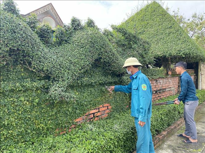 Người dân xã Đồng Môn (thành phố Hà Tĩnh) chăm sóc, cắt tỉa hàng rào cây xanh. Ảnh: Hữu Quyết - TTXVN