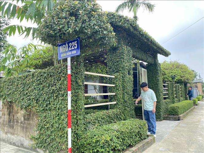 Hàng rào và cổng làm từ cây xanh của người dân xã Đồng Môn (thành phố Hà Tĩnh). Ảnh: Hữu Quyết - TTXVN