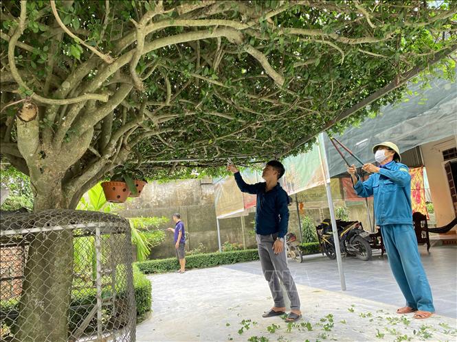 Cây duối hơn 40 năm tuổi được người dân xã Đồng Môn (thành phố Hà Tĩnh) chăm sóc, tạo hình để làm cổng nhà. Ảnh: Hữu Quyết - TTXVN
