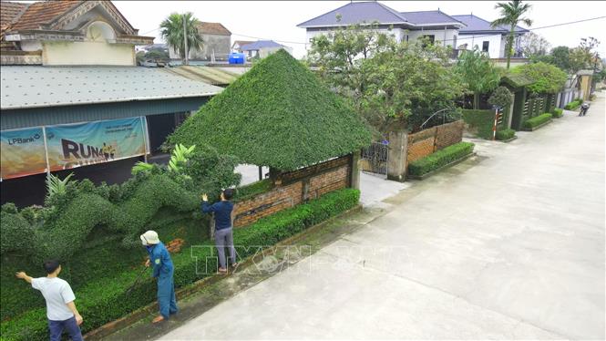 Hàng rào và cổng tạo hình từ cây duối của các hộ dân tại xã Đồng Môn (thành phố Hà Tĩnh). Ảnh: Hữu Quyết - TTXVN
