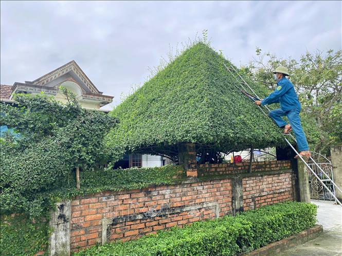 Người dân xã Đồng Môn (thành phố Hà Tĩnh) chăm sóc, cắt tỉa cổng làm từ cây xanh. Ảnh: Hữu Quyết - TTXVN