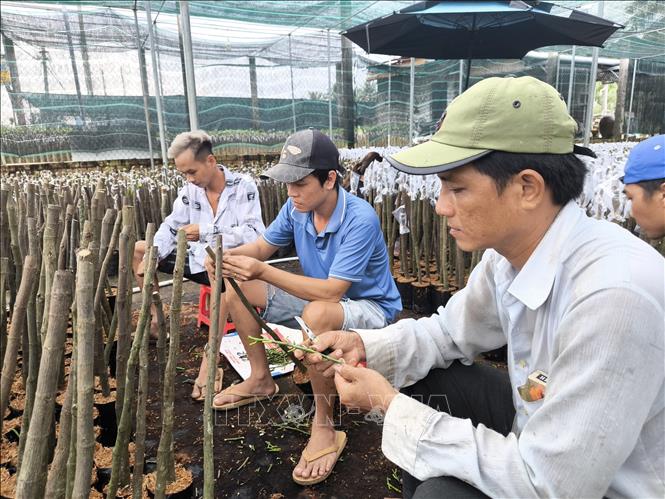 Sản xuất mít giống tại xã Phú Sơn, huyện Chợ Lách, Bến Tre. Ảnh: Huỳnh Phúc Hậu - TTXVN