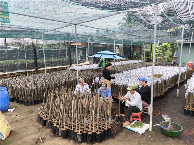 Sản xuất mít giống tại xã Phú Sơn, huyện Chợ Lách, Bến Tre. Ảnh: Huỳnh Phúc Hậu - TTXVN