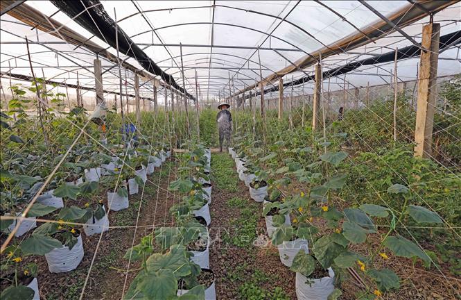 Gia đình anh Nguyễn Văn Tiên ở xã Gia Phương, huyện Gia Viễn, Ninh Bình cải tạo 2ha đất ruộng kém hiệu quả sang sang mô hình kinh tế tuần hoàn, trồng rau, nuôi cá các loại cho hiệu quả kinh tế cao. Ảnh: Trần Việt - TTXVN