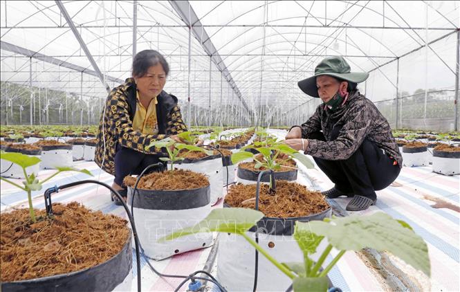 Nông dân ở xã Tiến Đức, huyện Hưng Hà, Thái Bình trồng cây trên sản phẩm mùn xơ dừa. Ảnh: Trần Việt - TTXVN