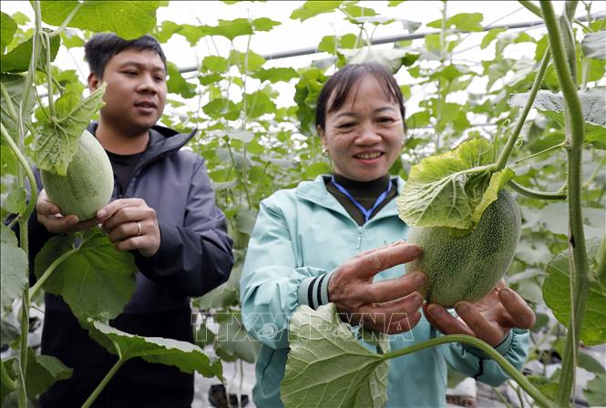  Nông dân tỉnh Hải Dương vui mừng với những trái cây chất lượng cao được trồng trong nhà lưới. Ảnh: Trần Việt - TTXVN