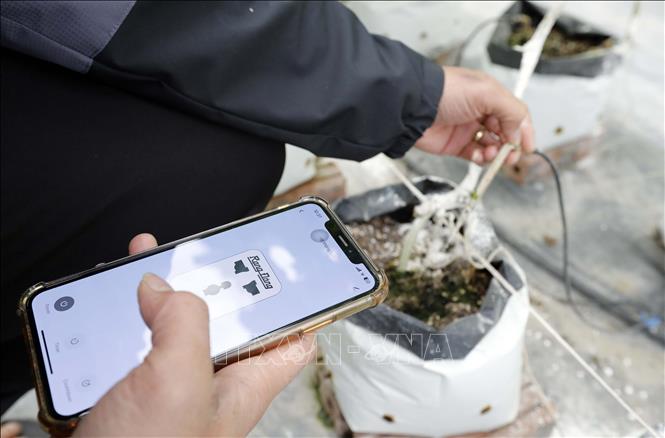 Hệ thống tưới tự động được điều khiển qua điện thoại thông minh. Ảnh: Trần Việt - TTXVN