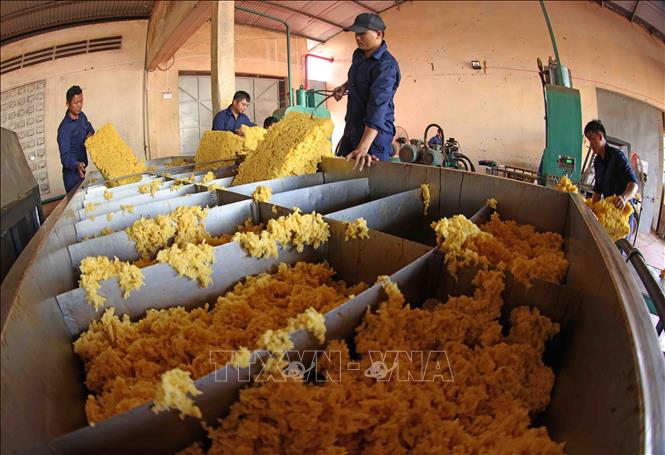 Chế biến mủ cao su phục vụ xuất khẩu ở nhà máy của Công ty TNHH Một thành viên 72 (Binh đoàn 15), xã Ia Nan, huyện Đức Cơ, tỉnh Gia Lai. Ảnh: Vũ Sinh - TTXVN