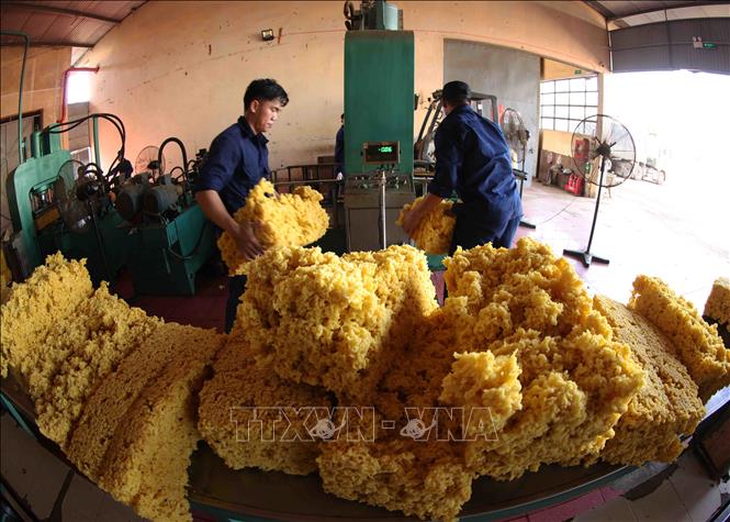 Chế biến mủ cao su phục vụ xuất khẩu ở nhà máy của Công ty TNHH Một thành viên 72 (Binh đoàn 15), xã Ia Nan, huyện Đức Cơ, tỉnh Gia Lai. Ảnh: Vũ Sinh - TTXVN