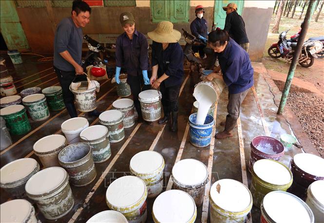 Tập kết mủ cao su đưa về nhà máy chế biến ở nông trường của Công ty TNHH MTV 72 (Binh đoàn 15), ở xã Ia Nan, huyện Đức Cơ, tỉnh Gia Lai. Ảnh: Vũ Sinh - TTXVN