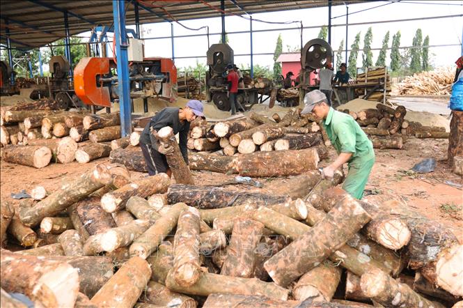 Mỗi năm, Binh đoàn 15 chế biến 20.000m3 gỗ cao su (tương đương 250ha), đạt doanh thu 150 tỷ đồng, tạo việc làm cho 240 lao động. Ảnh: Vũ Sinh - TTXVN