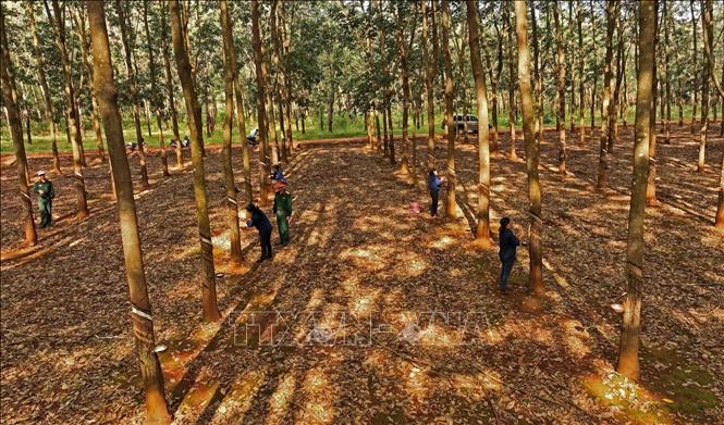 Thu hoạch mủ cao su ở nông trường của Công ty TNHH MTV 72 (Binh đoàn 15), ở xã Ia Nan, huyện Đức Cơ, tỉnh Gia Lai. Ảnh: Vũ Sinh - TTXVN