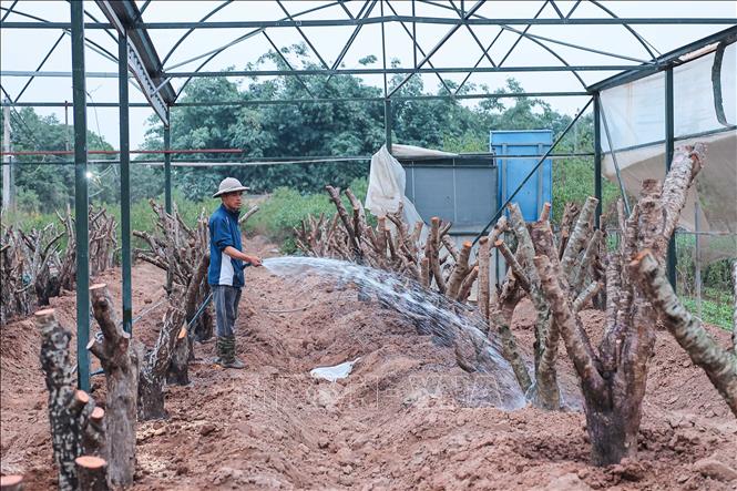 Người dân làng đào Nhật Tân chăm sóc các gốc đào mới trồng trên diện tích bị ngập nặng đợt mưa bão số 3. Ảnh: Hoàng Hiếu - TTXVN