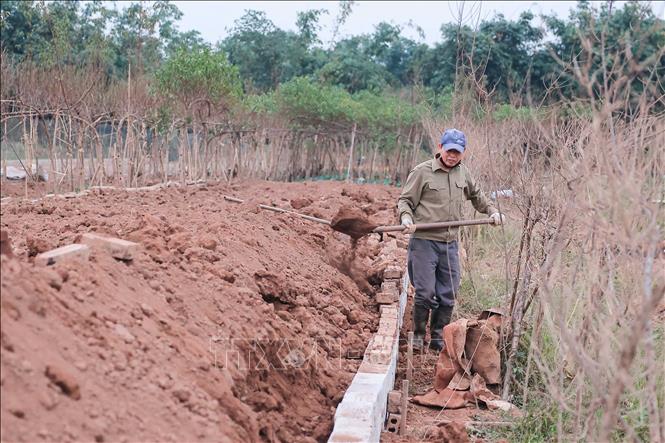 Ở những diện tích đất ven sông Hồng vừa bị ngập, nhiều hộ đã đổ đất cao thêm trước khi trồng lại đào. Ảnh: Hoàng Hiếu - TTXVN