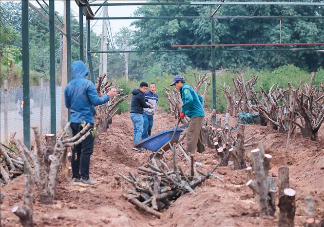 Người dân làng đào Nhật Tân đang khẩn trương khôi phục lại diện tích trồng đào do ảnh hưởng của bão số 3. Ảnh: Hoàng Hiếu - TTXVN