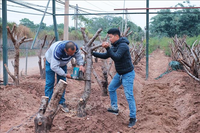 Người dân làng đào Nhật Tân đang nỗ lực khôi phục lại diện tích trồng đào để sẵn sàng phục vụ Tết 2025. Ảnh: Hoàng Hiếu - TTXVN