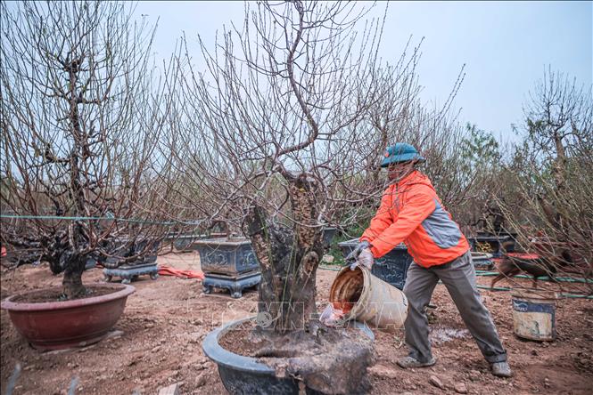 Người dân làng đào Nhật Tân tích cực chăm sóc, đảm bảo cây có bộ rễ khoẻ, ra hoa đúng đợt Tết 2025. Ảnh: Hoàng Hiếu - TTXVN