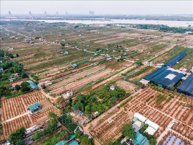 Các chủ vườn làng đào Nhật Tân đang nỗ lực xanh hoá diện tích trồng đào ven sông Hồng. Ảnh: Hoàng Hiếu - TTXVN