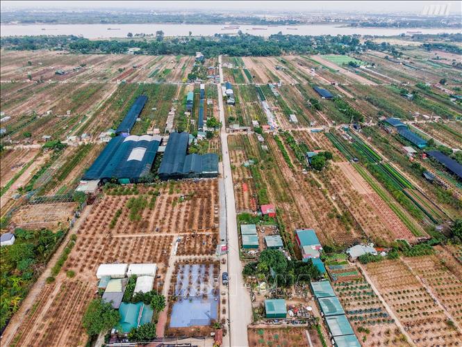 Làng đào Nhật Tân những ngày cuối tháng 12/2024. Ảnh: Hoàng Hiếu - TTXVN