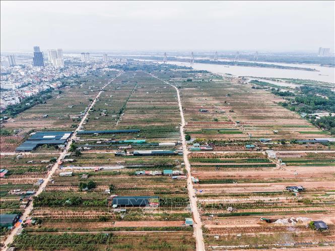 Nhiều diện tích đất trồng của làng đào Nhật Tân bị bỏ trống do ảnh hưởng của đợt mưa lũ kéo dài hồi tháng 9. Ảnh: Hoàng Hiếu - TTXVN