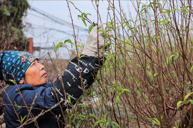 Người dân làng đào Nhật Tân vặt lá để cây đào ra hoa đúng dịp Tết nguyên đán 2025. Ảnh: Hoàng Hiếu - TTXVN