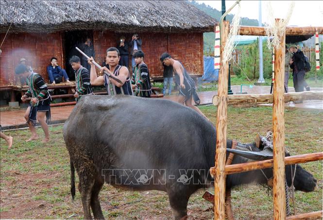 Nghi thức đâm trâu (mô phỏng) tái hiện lại 1 phong tục của đồng bào Tây Nguyên. Ảnh: Chu Quốc Hùng - TTXVN
