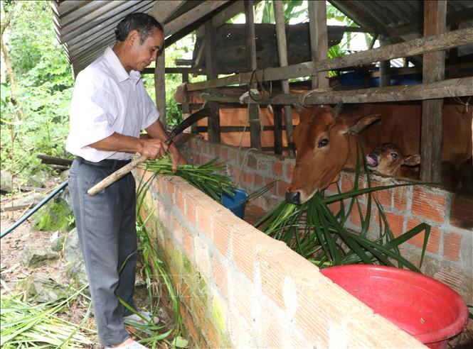 Ông Đinh Văn Na, người có uy tín tại thôn Làng Ranh, xã Sơn Ba, huyện Sơn Hà, luôn chăm chỉ làm ăn, phát triển kinh tế gia đình. Ảnh: Đinh Hương-TTXVN
