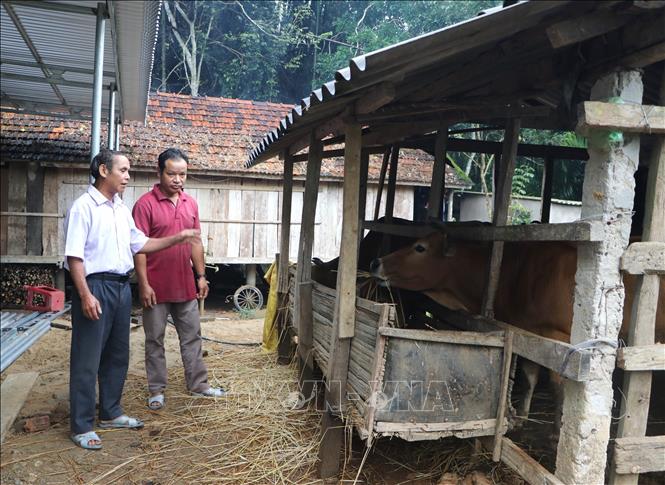 Ông Đinh Văn Na, người có uy tín tại thôn Làng Ranh, xã Sơn Ba, huyện Sơn Hà chia sẻ, hướng dẫn cách chăm sóc vật nuôi cho người dân địa phương. Ảnh: Đinh Hương-TTXVN