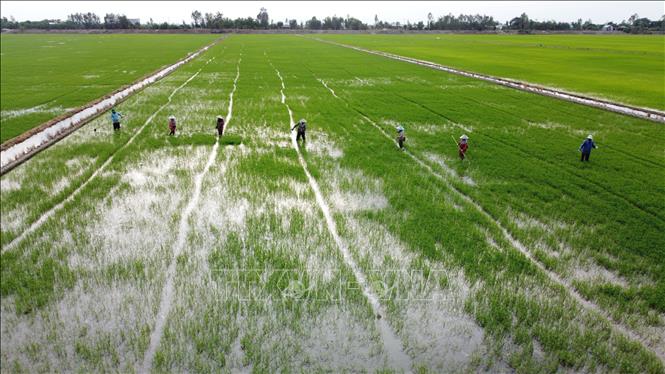Sản xuất lúa sinh thái kết hợp bảo tồn và phát triển sếu đầu đỏ