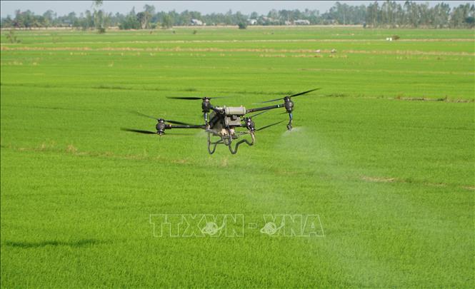 Đẩy mạnh cơ giới hóa trong việc sản xuất lúa sinh thái kết hợp bảo tồn và phát triển sếu đầu đỏ tại Vườn quốc gia Tràm Chim. Ảnh: Nhựt An - TTXVN