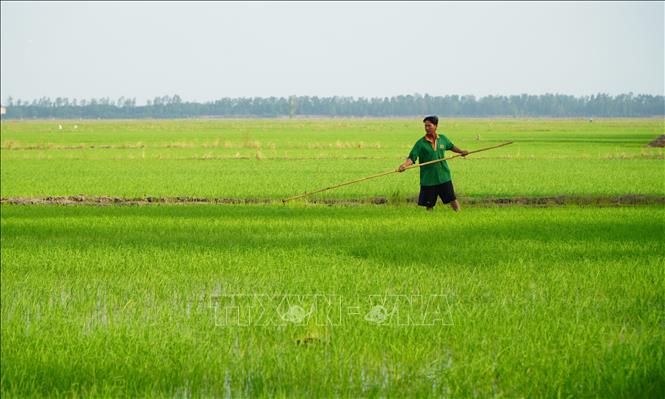 Nông dân xã Phú Đức (Tam Nông, Đồng Tháp) chăm sóc lúa sinh thái. Ảnh: Nhựt An - TTXVN