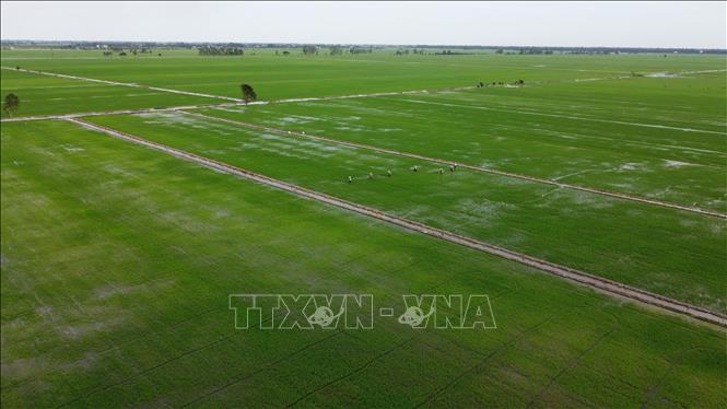 Khu vực thực hiện mô hình “Sản xuất lúa sinh thái kết hợp bảo tồn và phát triển sếu đầu đỏ tại Vườn quốc gia Tràm Chim” thuộc xã Phú Đức, huyện Tam Nông (Đồng Tháp). Ảnh: Nhựt An - TTXVN