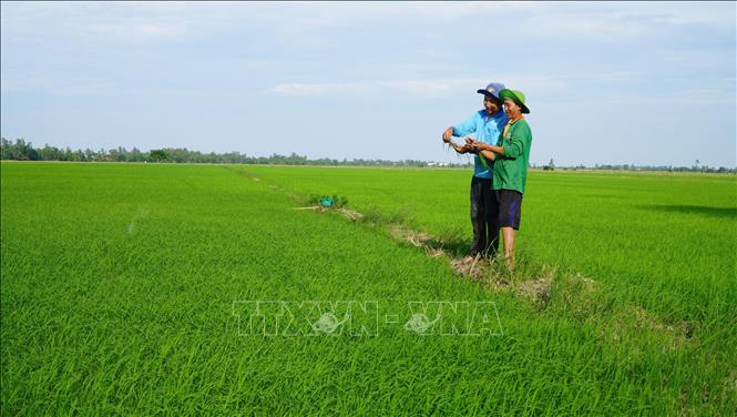Nông dân xã Phú Đức (Tam Nông, Đồng Tháp) thăm đồng, trao đổi kinh nghiệm sản xuất lúa sinh thái. Ảnh: Nhựt An - TTXVN