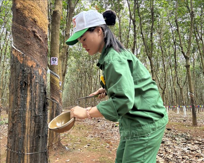 Thí sinh Dương Thị Đông, thuộc Công ty TNHH MTV cao su Chư Mom Ray, kiện tướng “Bàn tay vàng” cạo mủ cao su năm 2022 tham gia hội thi. Ảnh: Hồng Nhung - TTXVN