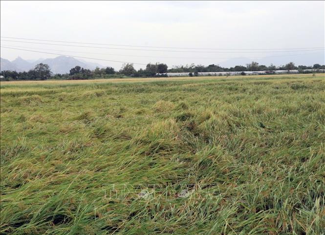 Nhiều diện tích lúa Mùa ở huyện Ninh Phước trong giai đoạn chín đồng bị ngã đổ, ngập nước do mưa lũ. Ảnh: Công Thử - TTXVN