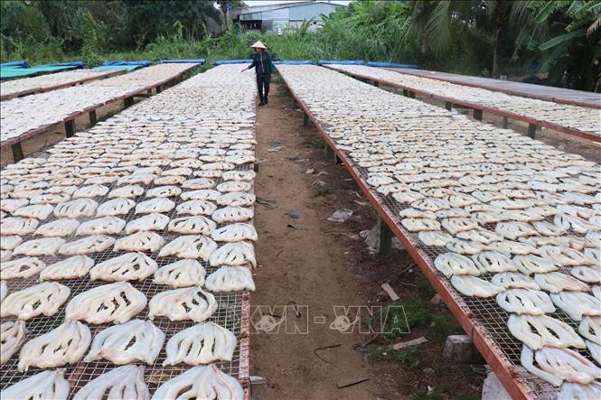 Phơi khô cá lóc của Cơ sở sản xuất Út Trinh ở ấp Phú Thọ A, xã Phú Thọ huyện Tam Nông, tỉnh Đồng Tháp. Ảnh: Nguyễn Văn Trí - TTXVN