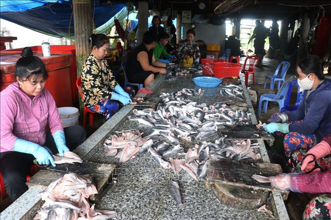 Công đoạn sơ chế sản phẩm của Cơ sở sản xuất khô cá lóc Út Trinh ở ấp Phú Thọ A, xã Phú Thọ huyện Tam Nông, tỉnh Đồng Tháp. Ảnh : Nguyễn Văn Trí - TTXVN